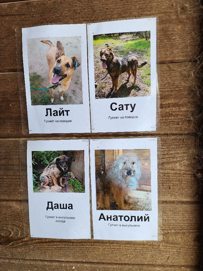 Ногинск, приют, собаки, волонтер,