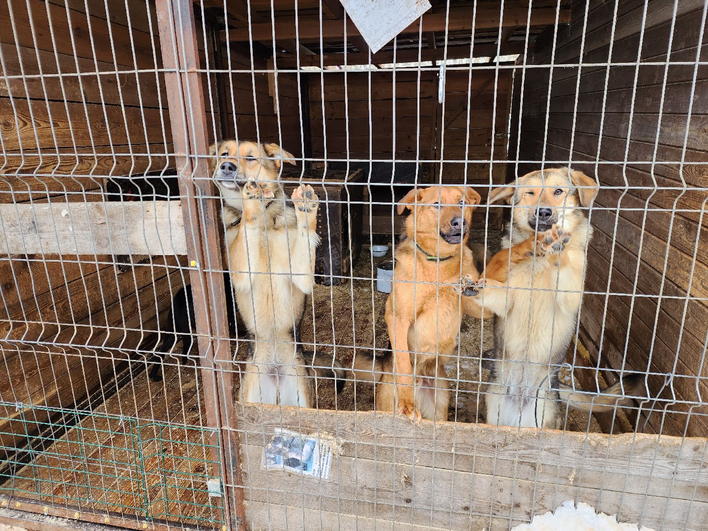 Ногинск, приют, собаки, волонтер,