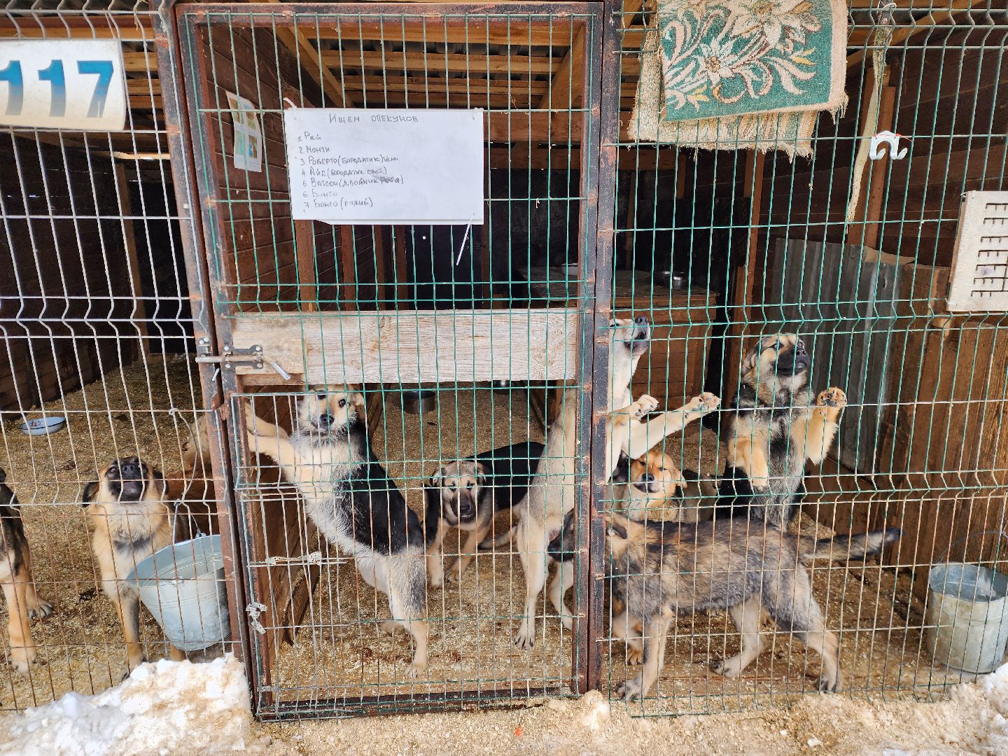Ногинск, приют, собаки, волонтер,