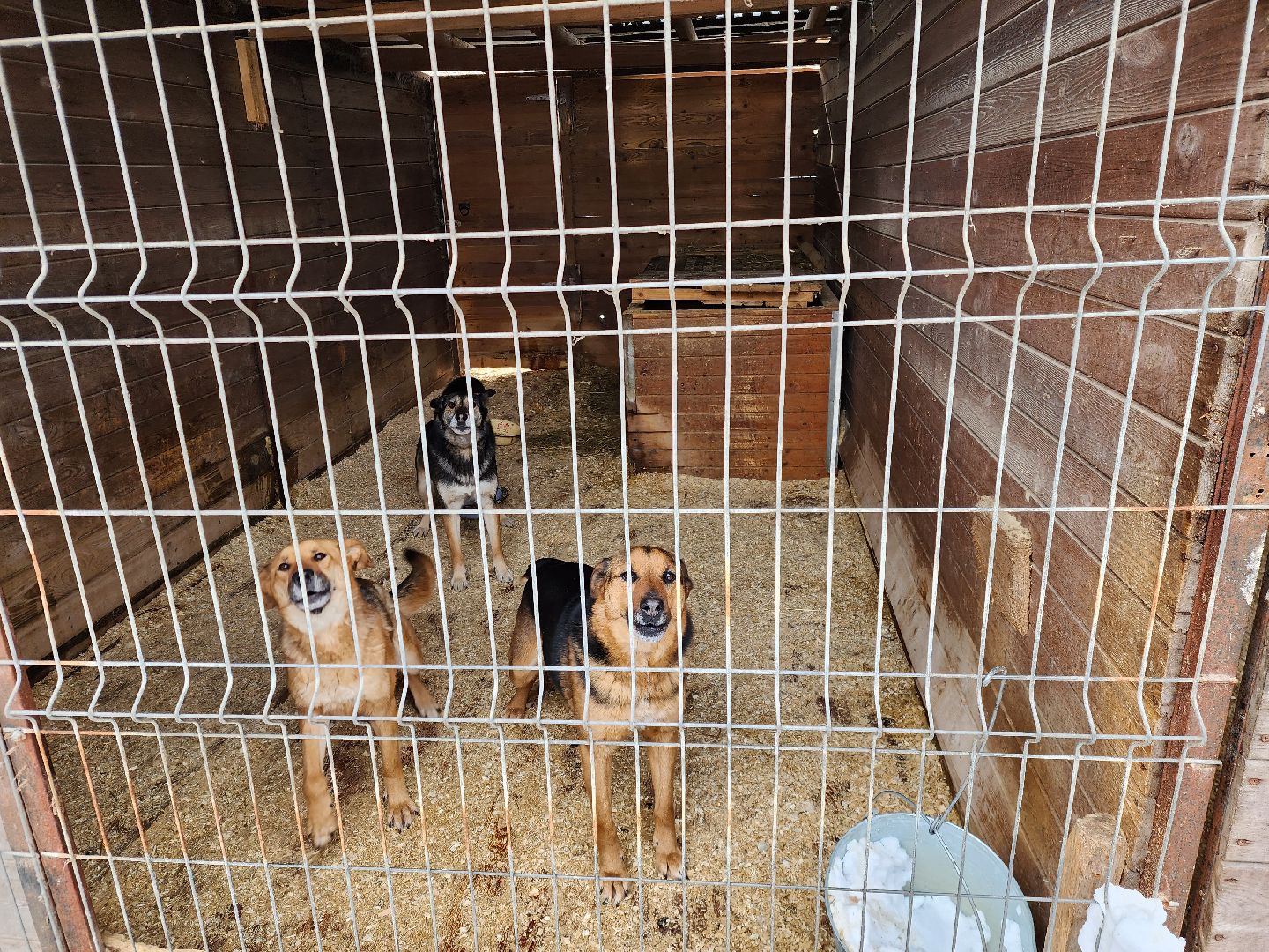 Ногинск, приют, собаки, волонтер,