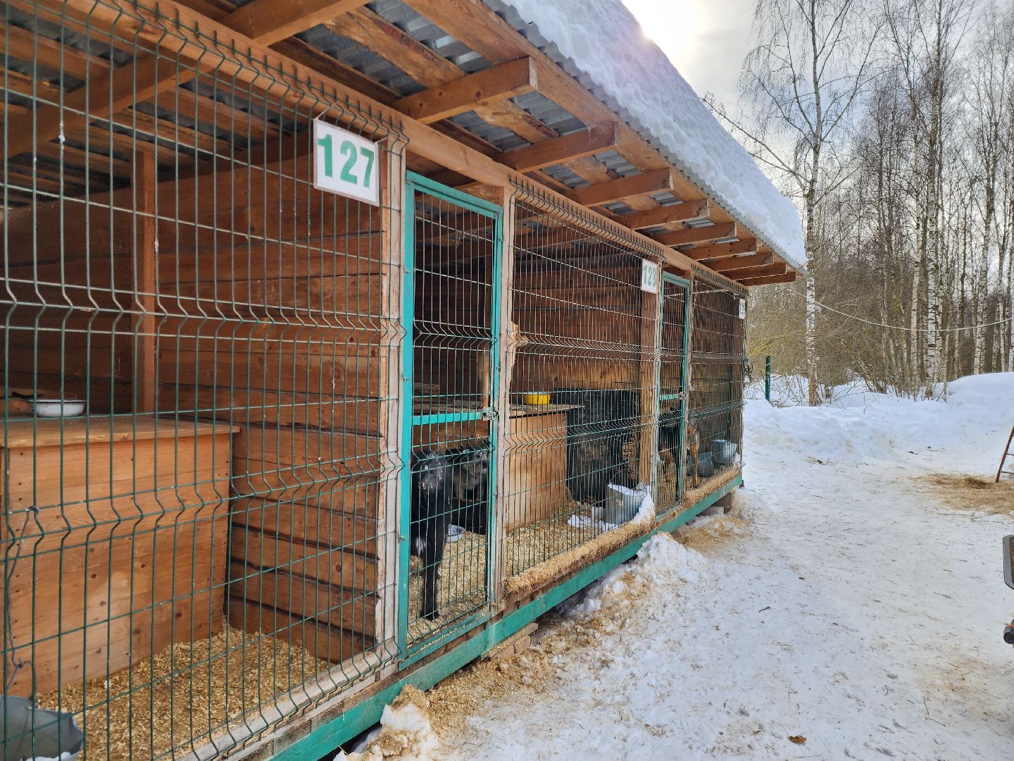 Ногинск, приют, собаки, волонтер,