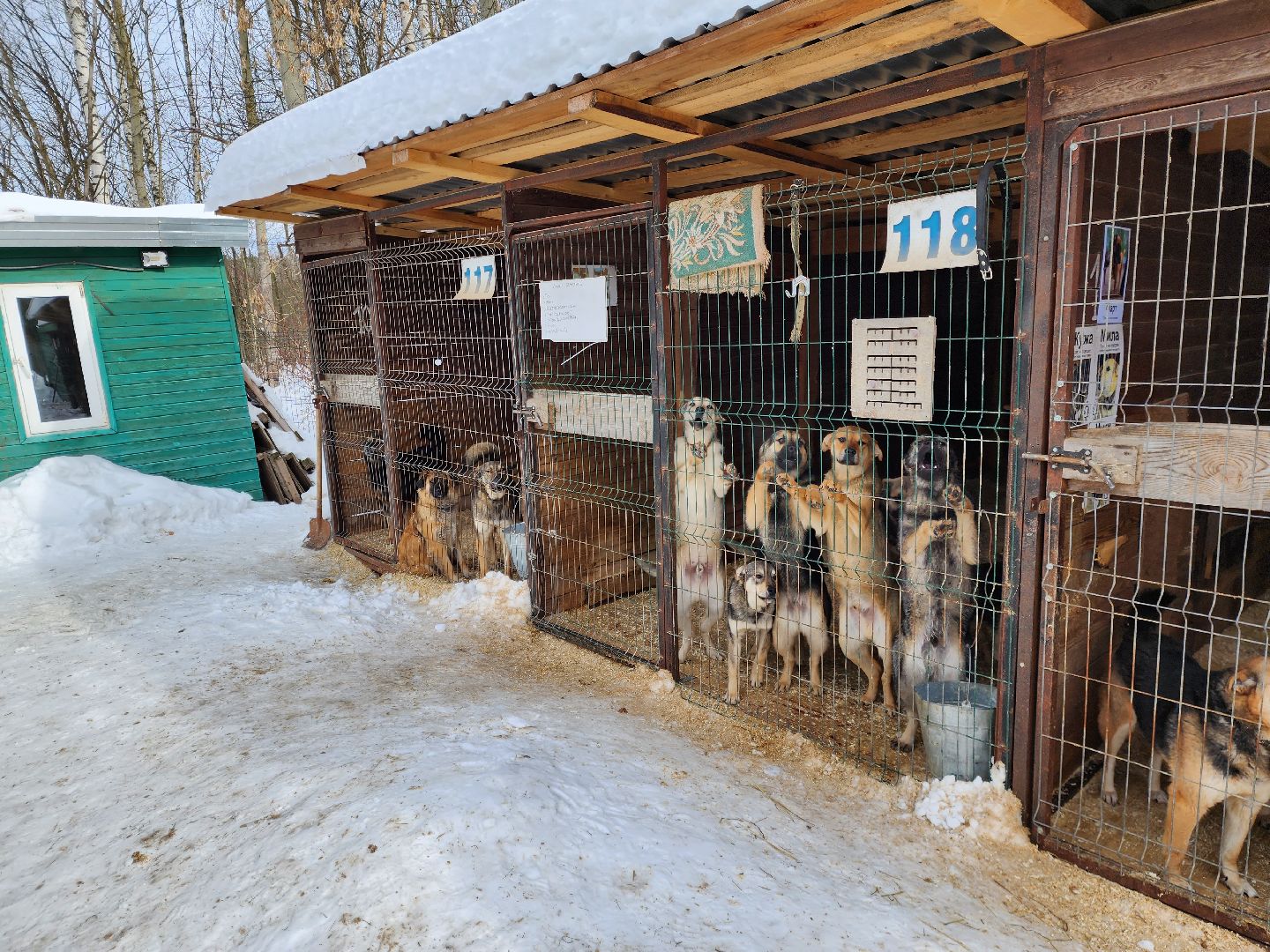 Ногинск, приют, собаки, волонтер,