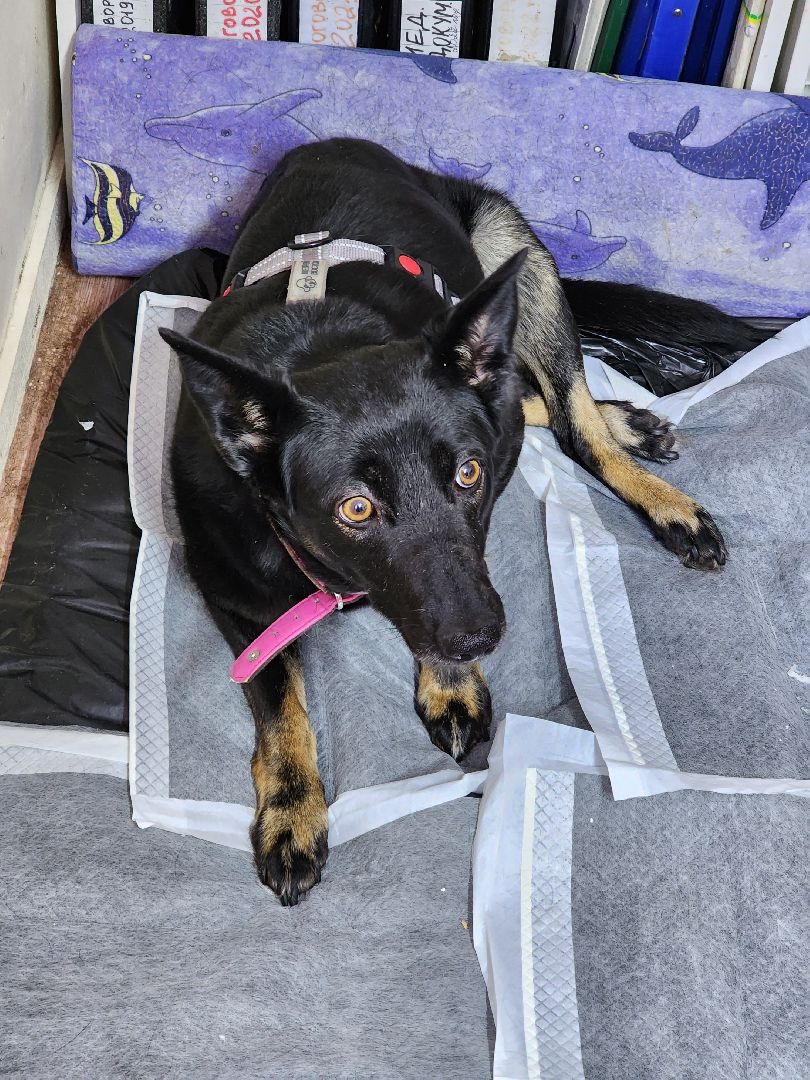 Ногинск, приют, собаки, волонтер,