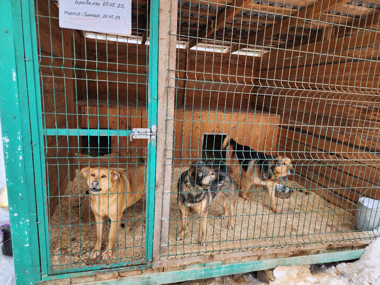 Ногинск, приют, собаки, волонтер,