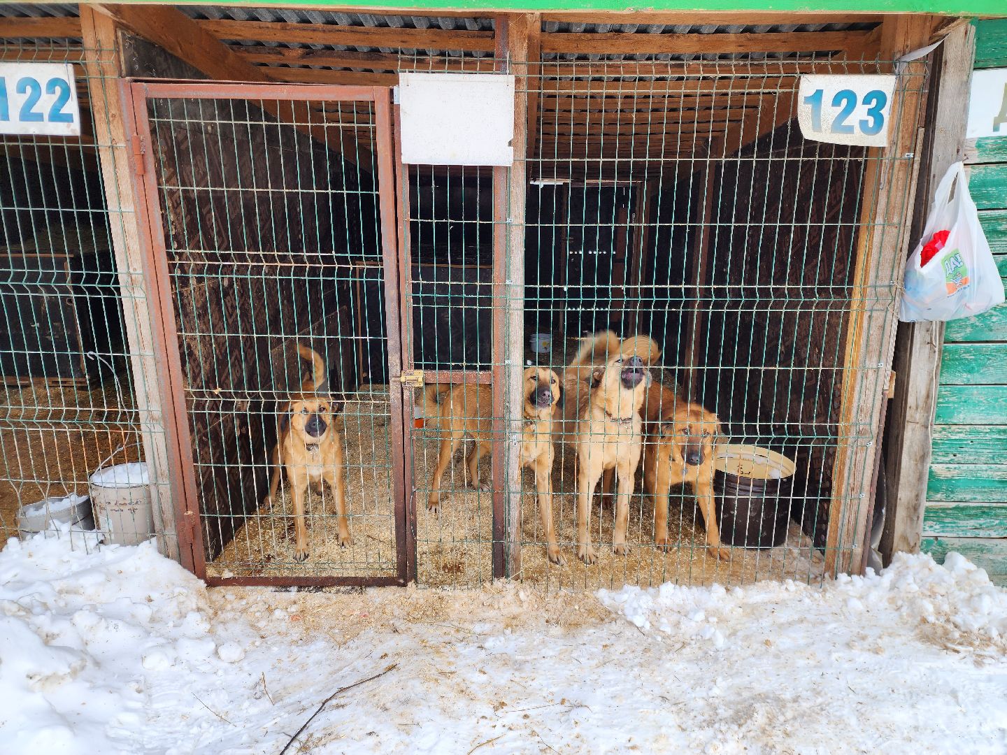 Ногинск, приют, собаки, волонтер,