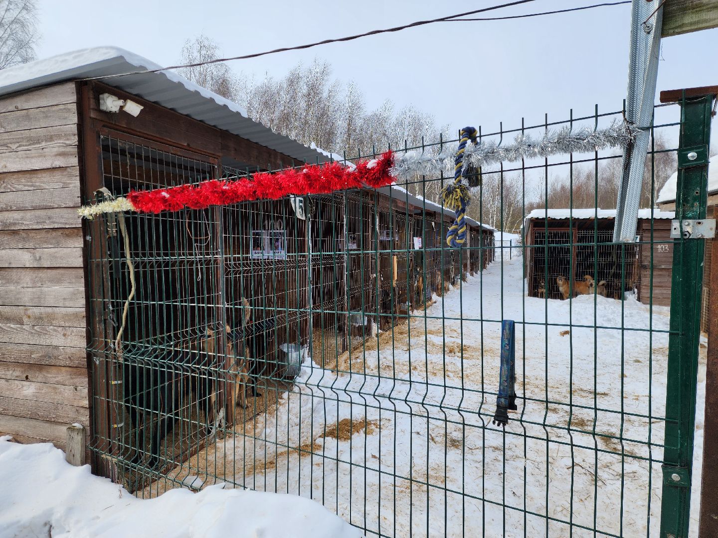Ногинск, приют, собаки, волонтер,