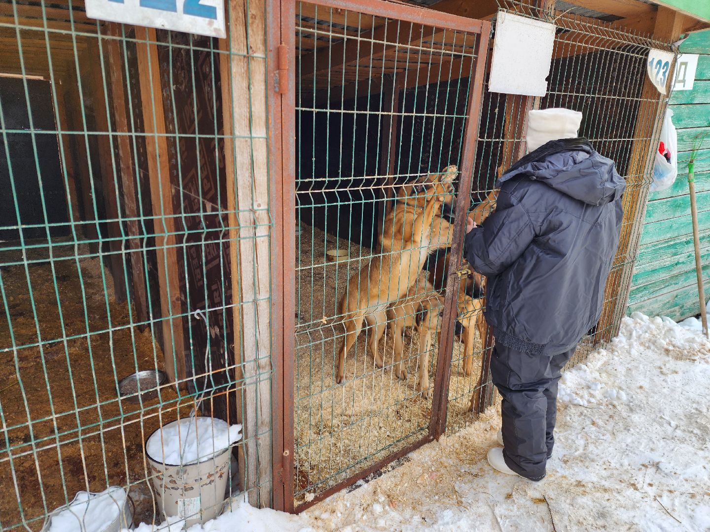 Ногинск, приют, собаки, волонтер,