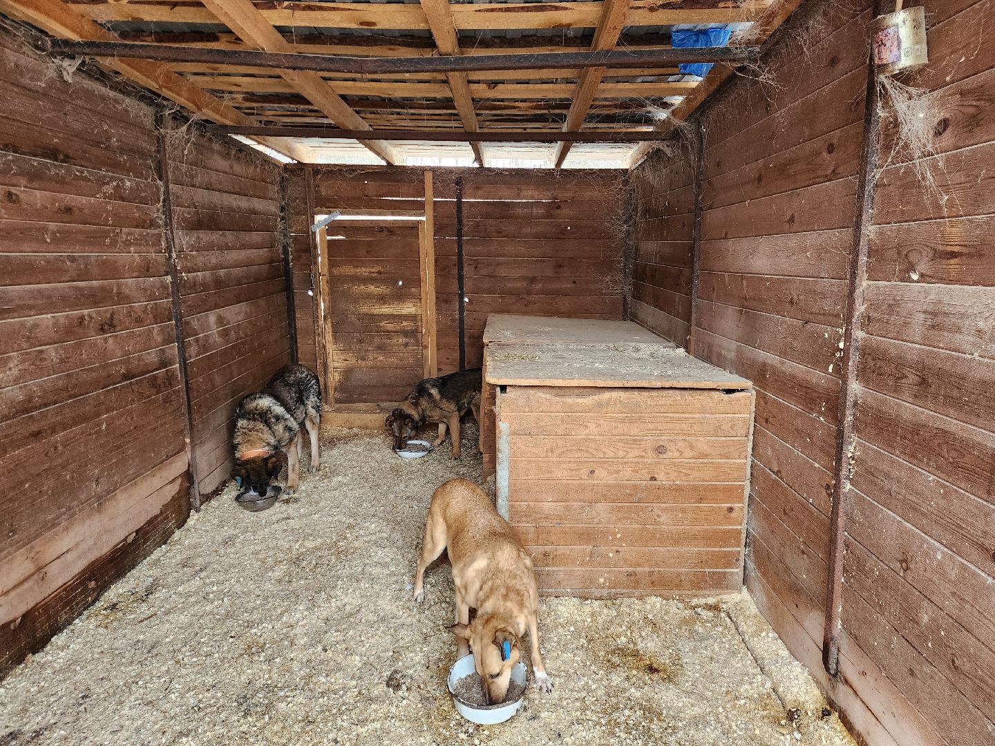 Ногинск, приют, собаки, волонтер,