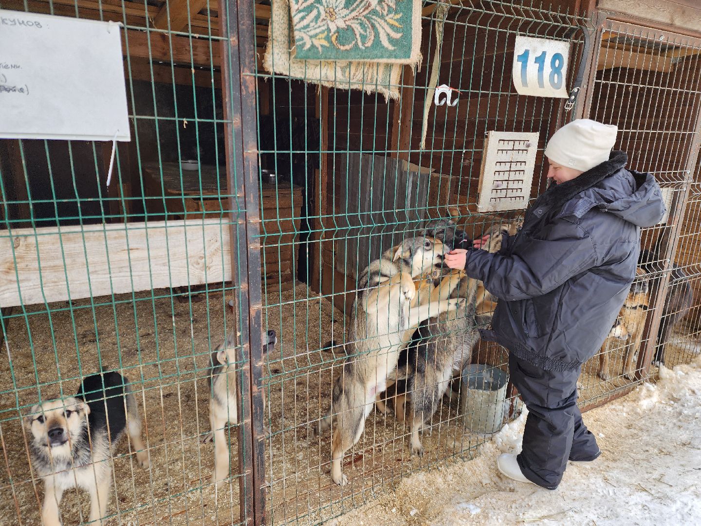 Ногинск, приют, собаки, волонтер,