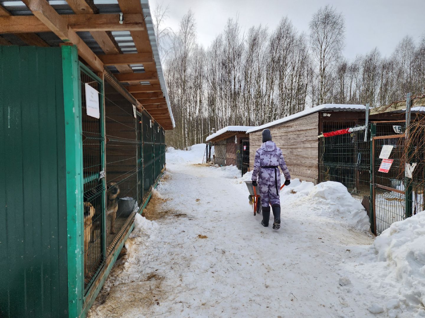 Ногинск, приют, собаки, волонтер,