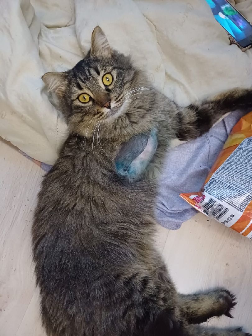 кот, волонтер, зооволонтёр, зоогостинница,