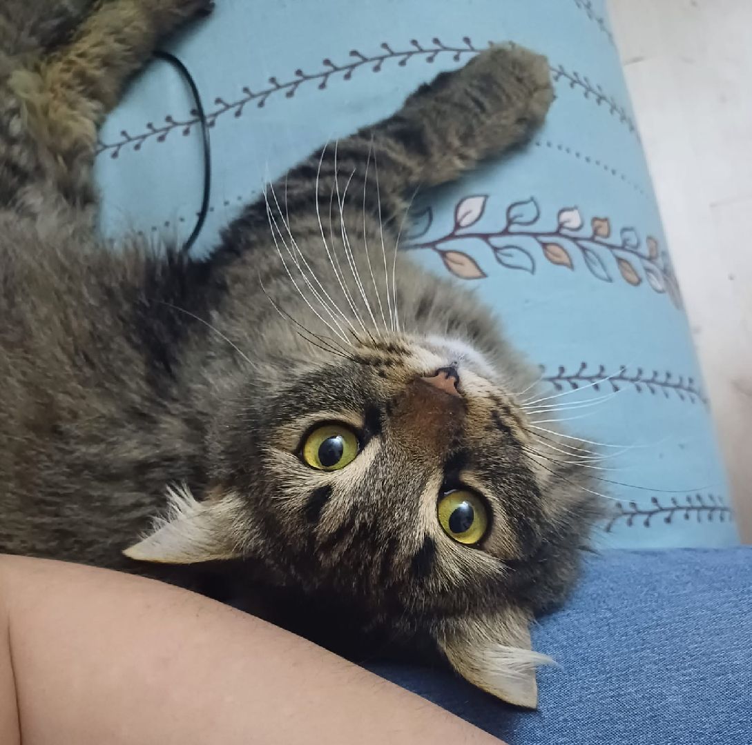 кот, волонтер, зооволонтёр, зоогостинница,