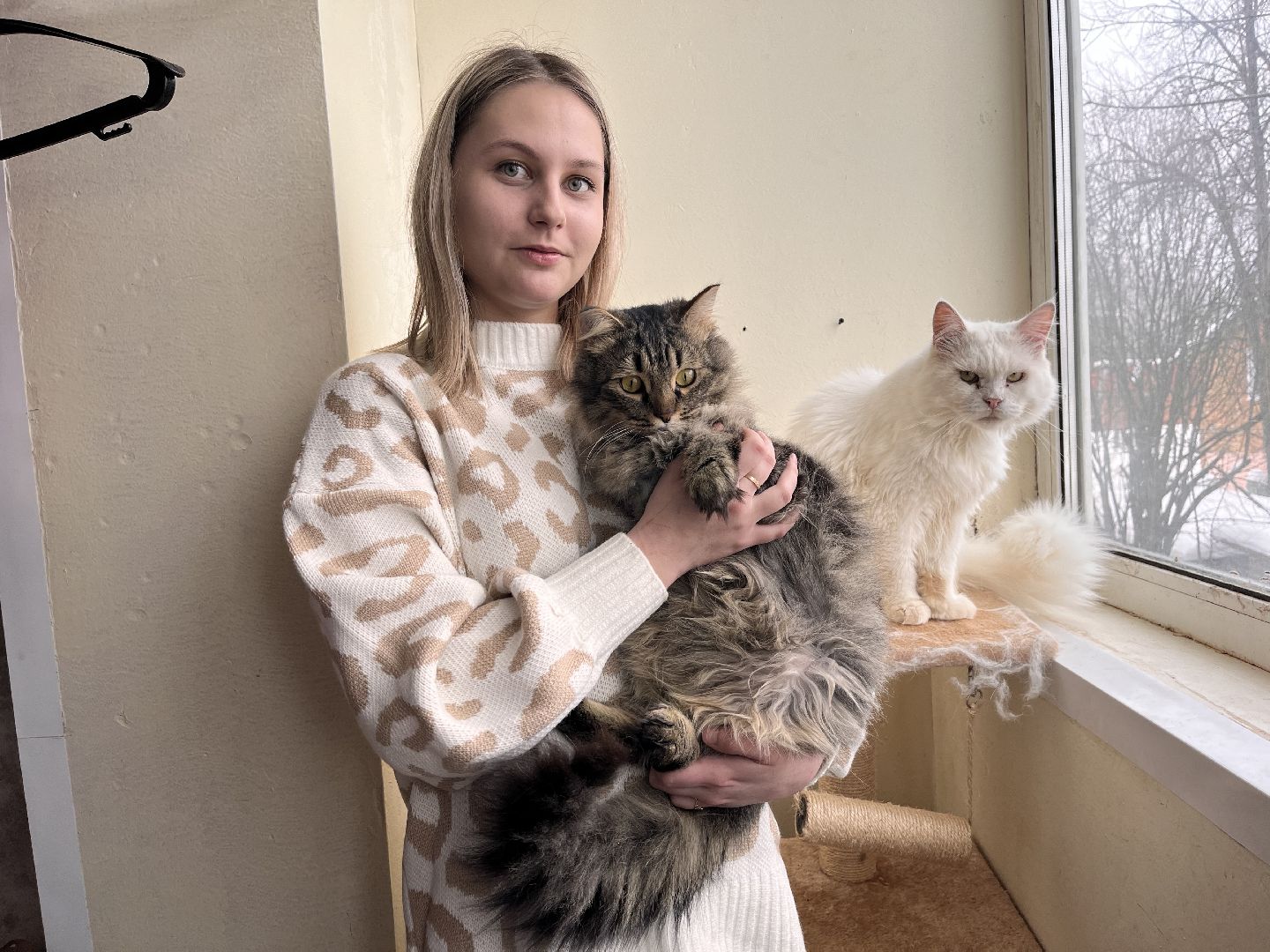 кот, волонтер, зооволонтёр, зоогостинница,