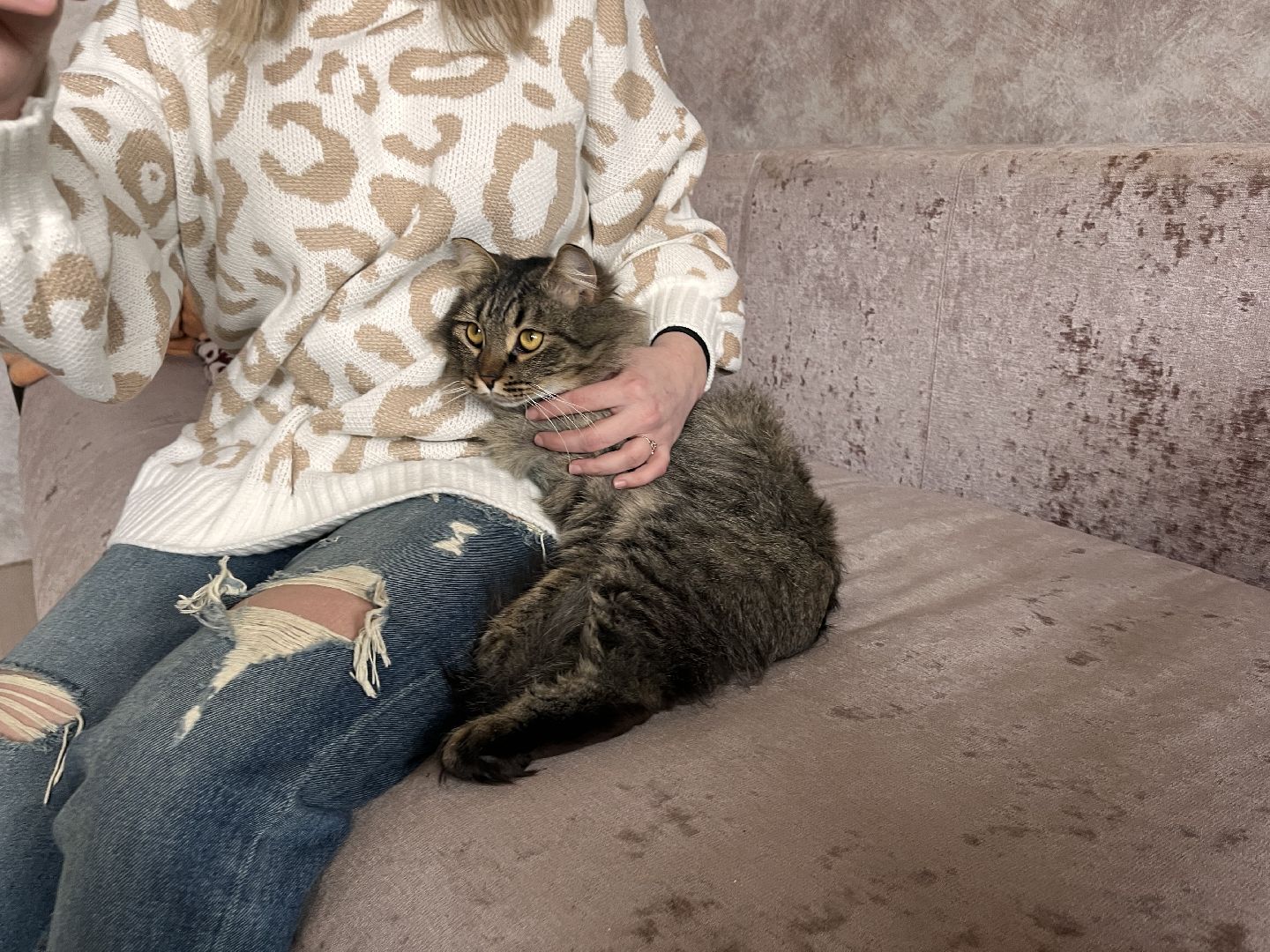 кот, волонтер, зооволонтёр, зоогостинница,