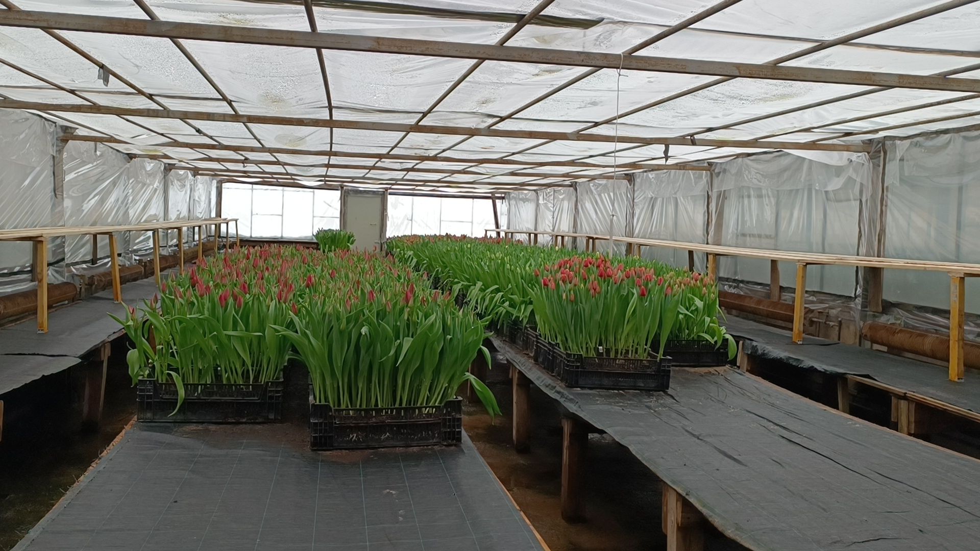 цветы, лобня, тюльпаны,