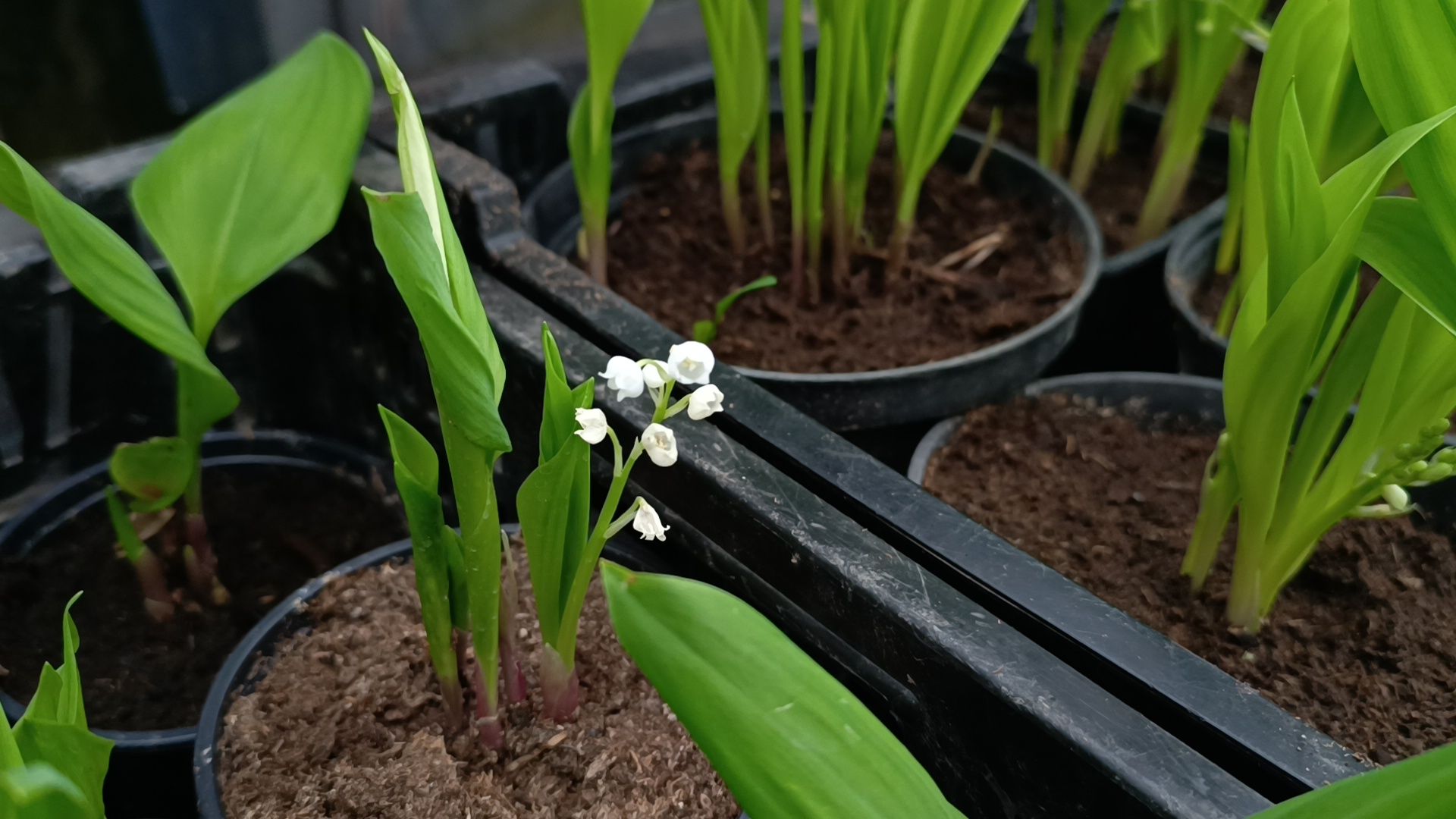 цветы, лобня, тюльпаны,