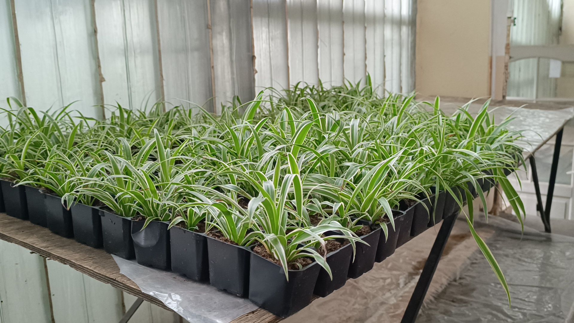 цветы, лобня, тюльпаны,