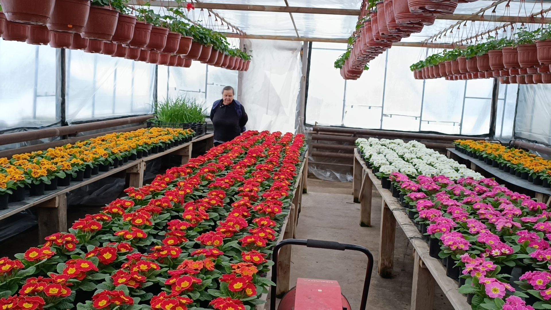 цветы, лобня, тюльпаны,