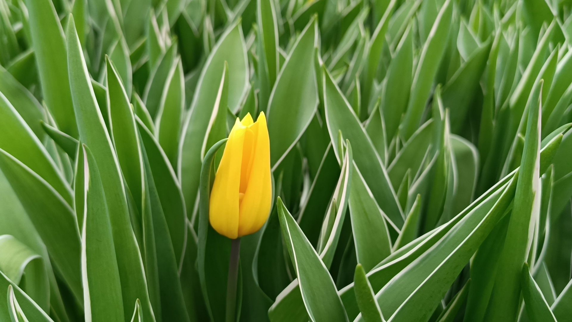 цветы, лобня, тюльпаны,