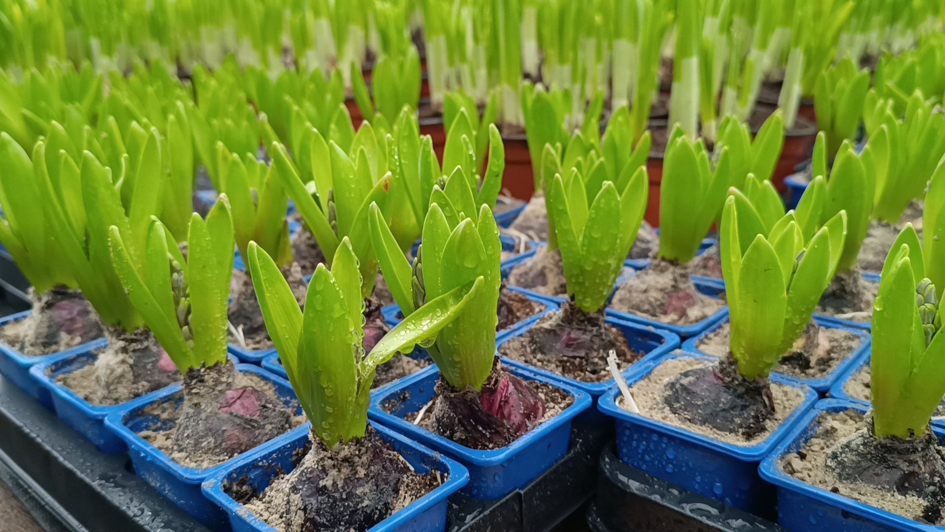 цветы, лобня, тюльпаны,