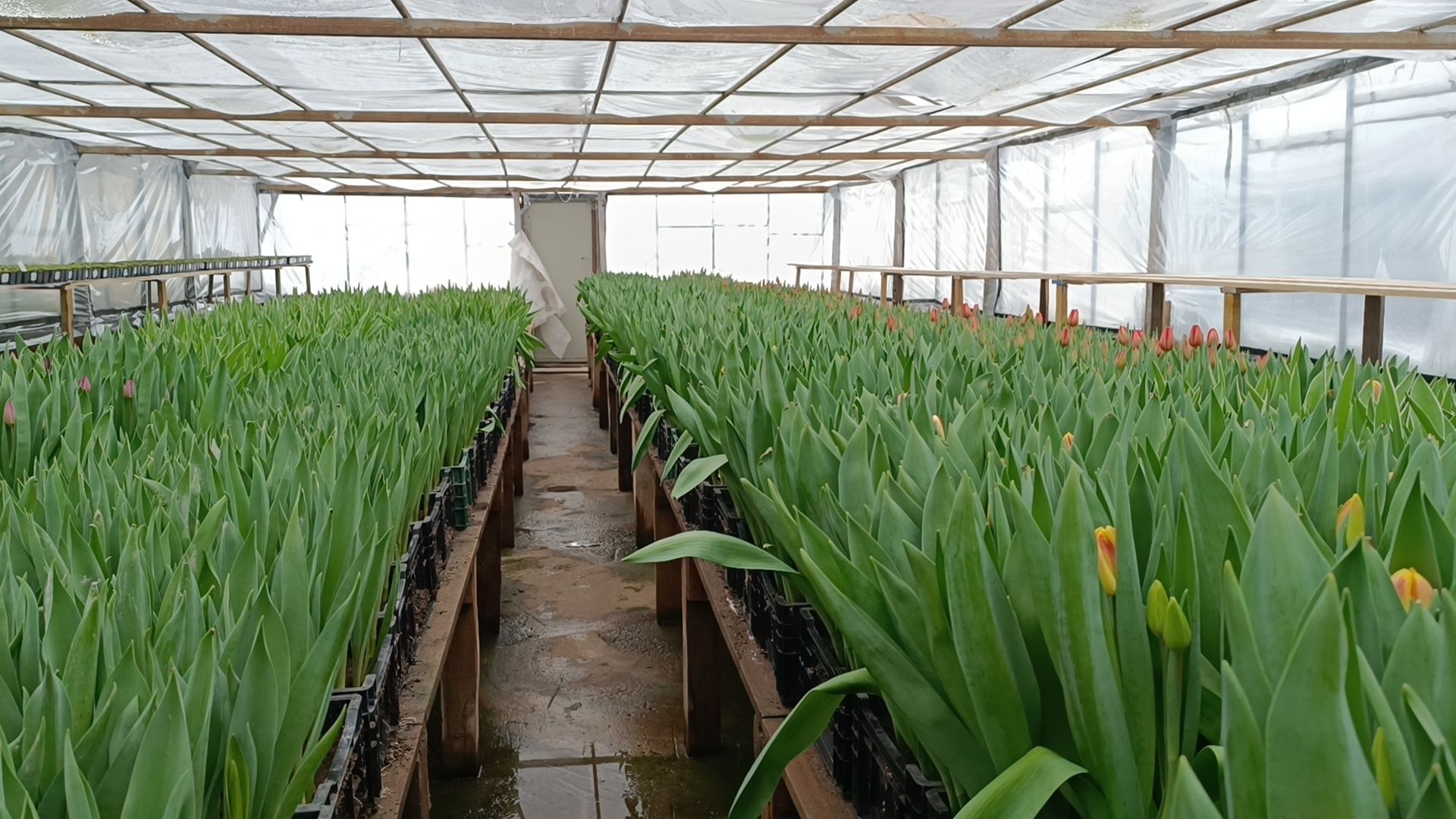 цветы, лобня, тюльпаны,