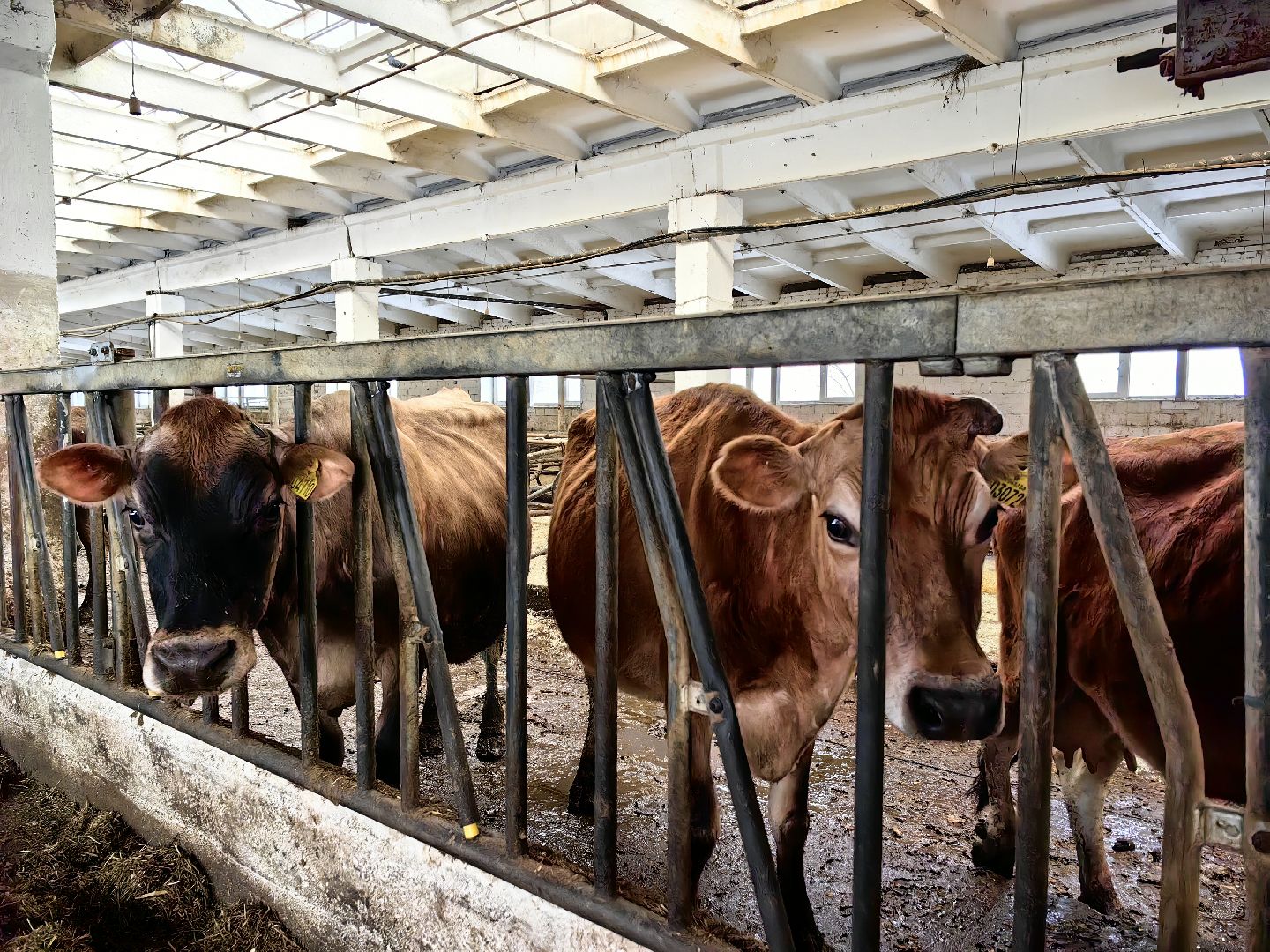 фермер, грант, хозяйство, КРС, поголовье,