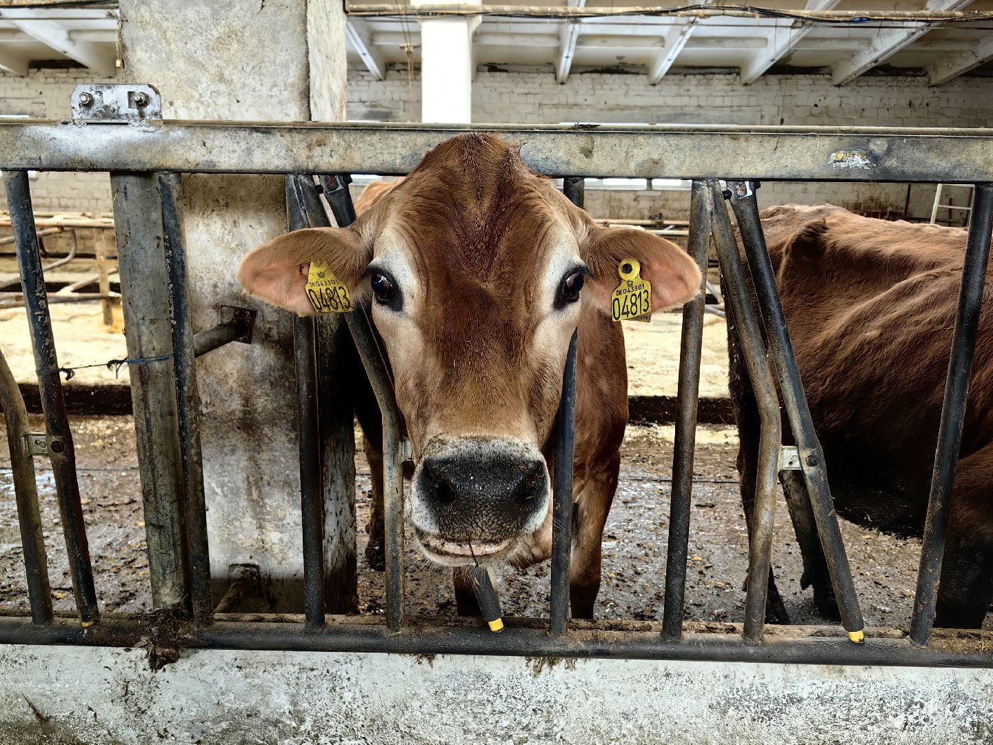 фермер, грант, хозяйство, КРС, поголовье,