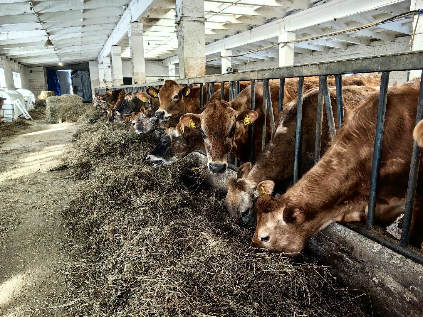 фермер, грант, хозяйство, КРС, поголовье,