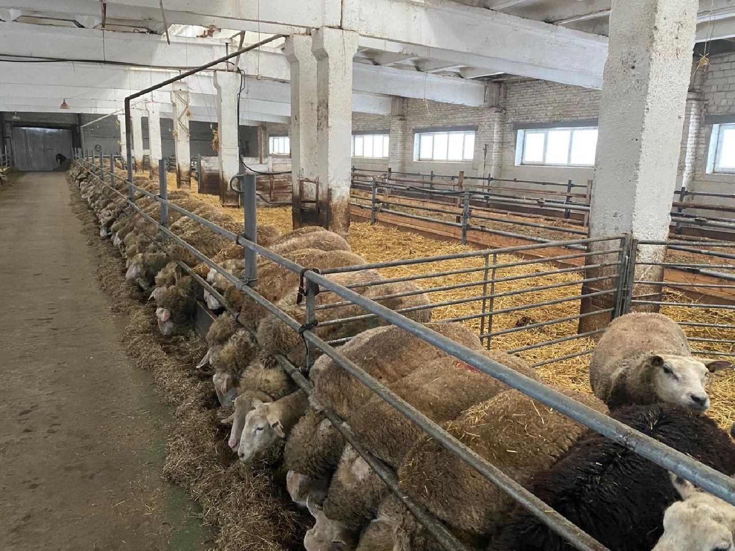 фермер, грант, хозяйство, КРС, поголовье,