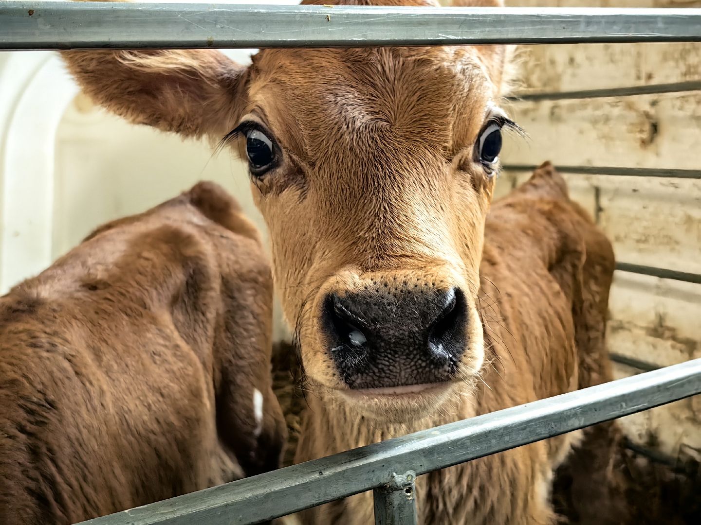 фермер, грант, хозяйство, КРС, поголовье,