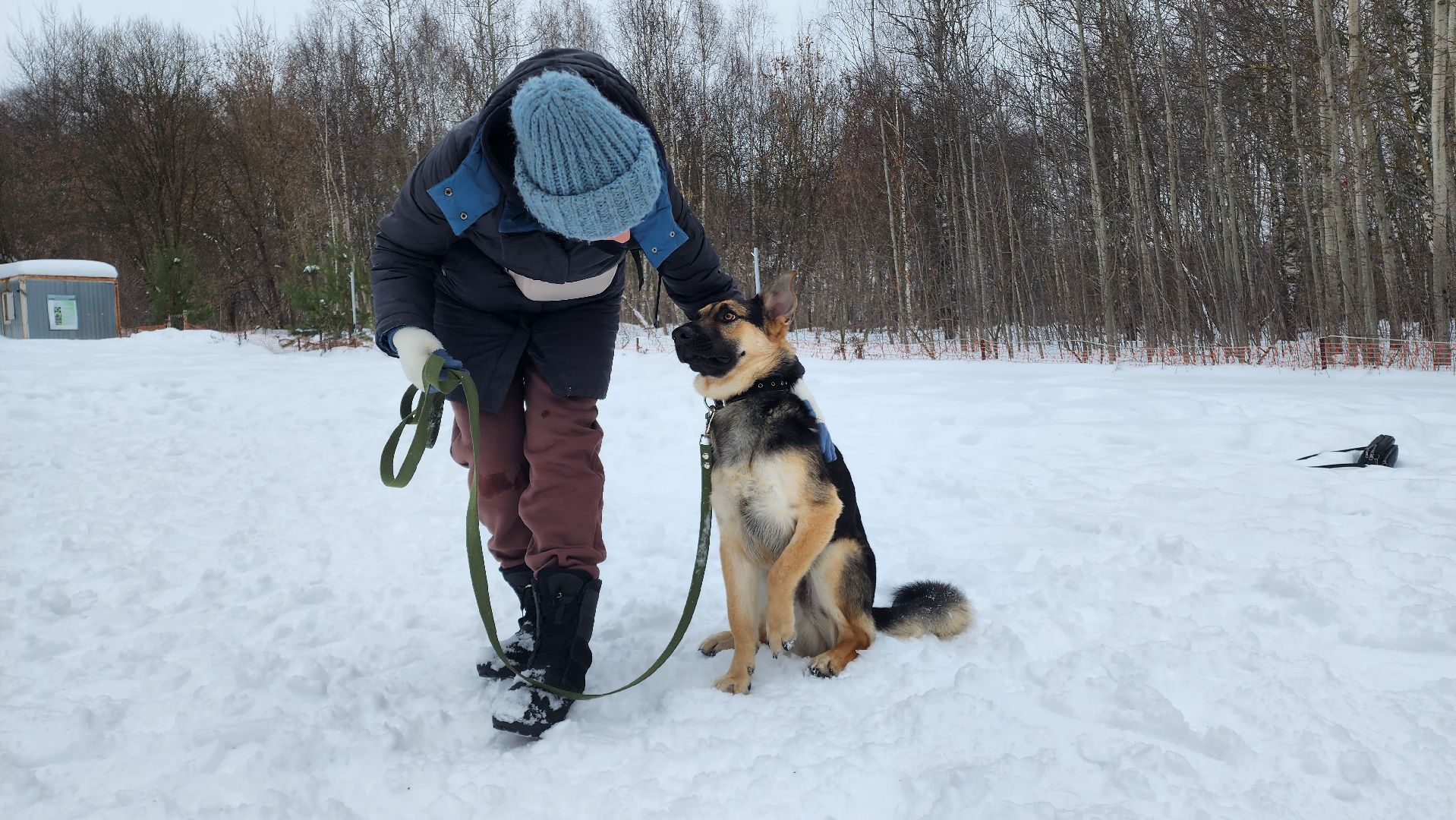 Домодедово, Спасти Джека, Живодеры, Подмосковье, Ищет дом, Овчарка, Волонтеры, Ветеринарная клиника,