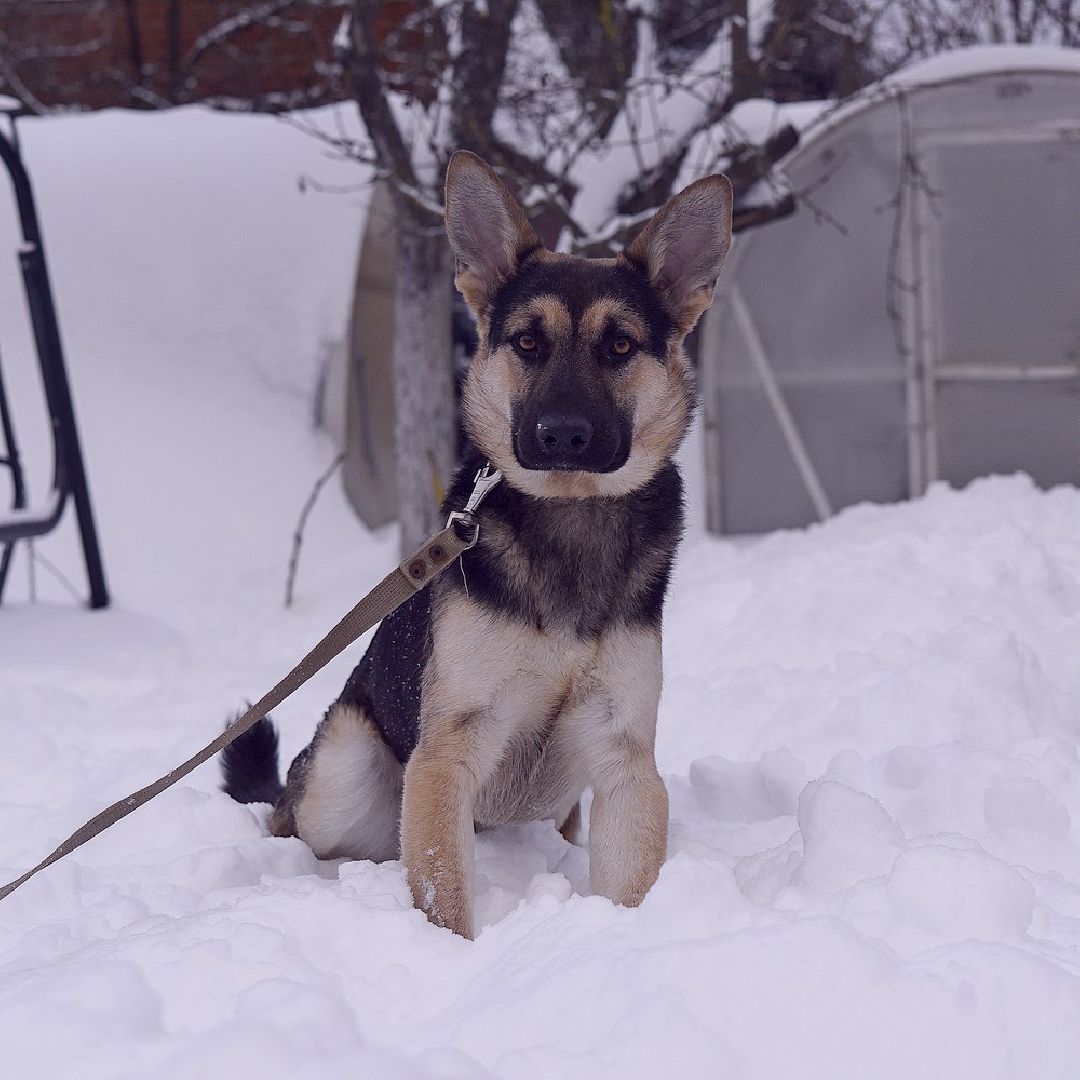 Домодедово, Спасти Джека, Живодеры, Подмосковье, Ищет дом, Овчарка, Волонтеры, Ветеринарная клиника,