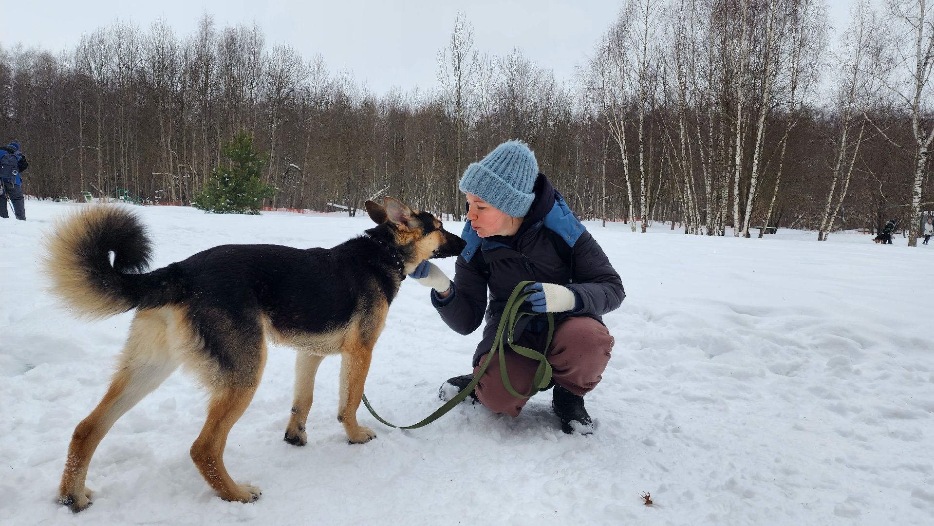 Домодедово, Спасти Джека, Живодеры, Подмосковье, Ищет дом, Овчарка, Волонтеры, Ветеринарная клиника,