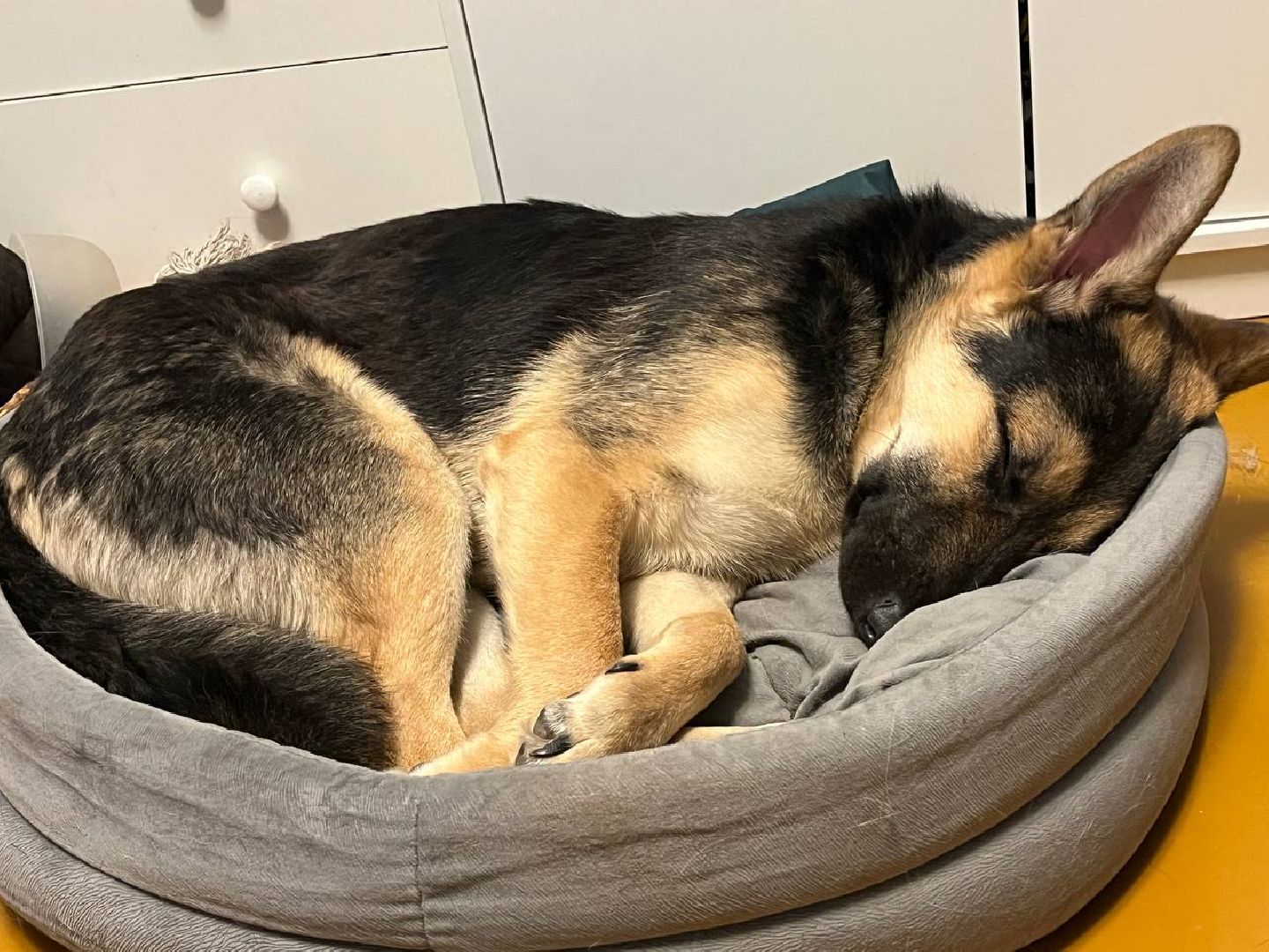 Домодедово, Спасти Джека, Живодеры, Подмосковье, Ищет дом, Овчарка, Волонтеры, Ветеринарная клиника,