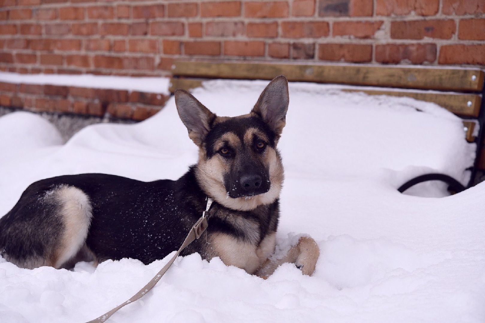 Домодедово, Спасти Джека, Живодеры, Подмосковье, Ищет дом, Овчарка, Волонтеры, Ветеринарная клиника,