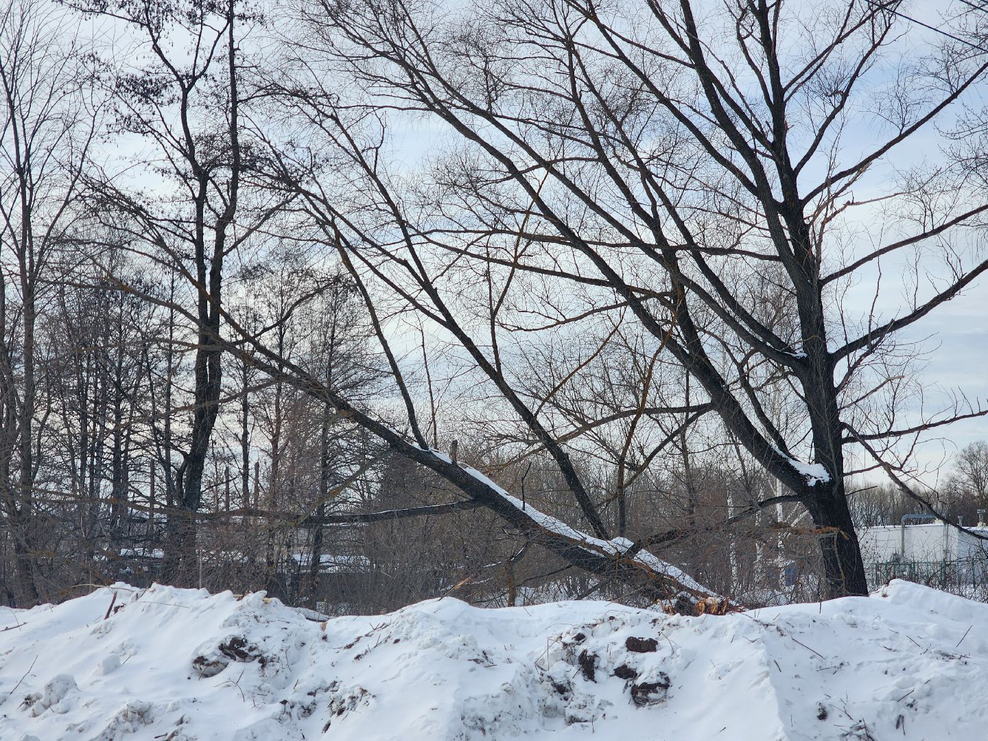 Павловский Посад, Городской округ Павловский Посад, Люди, Благоустройство, зелный узел, Парк,