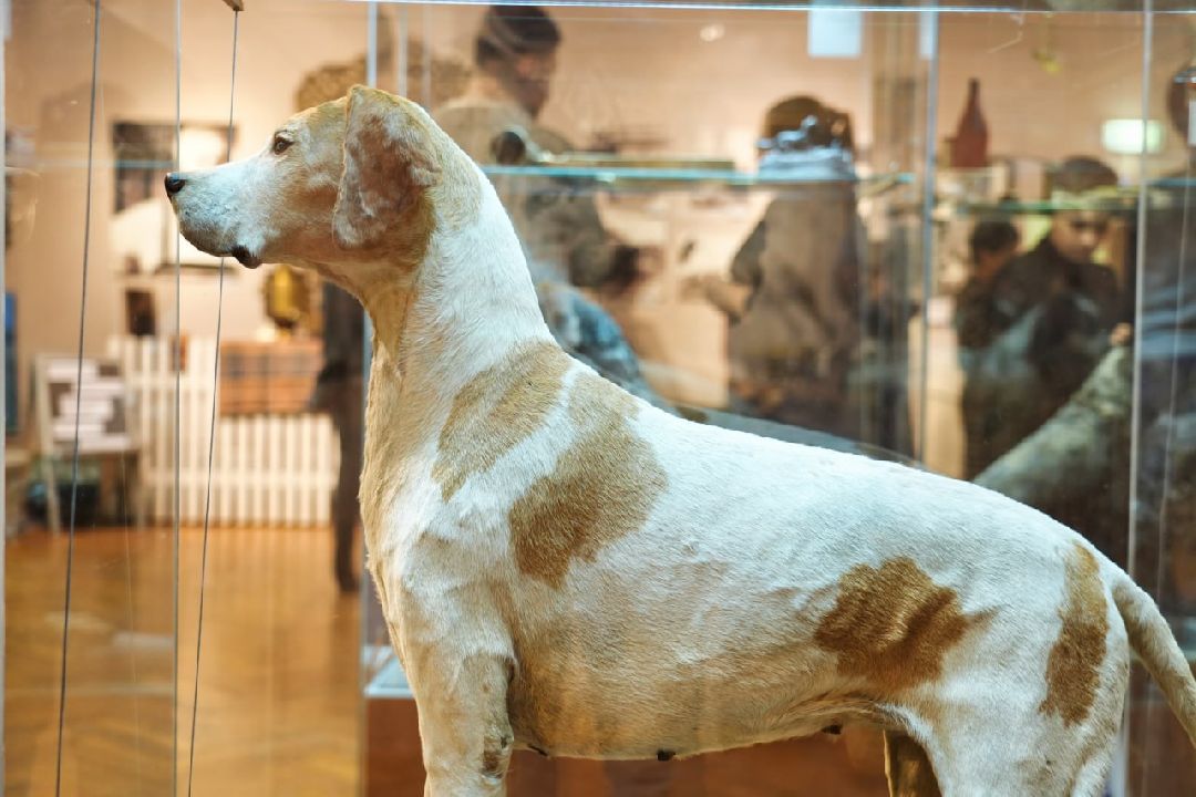 Сергиев Посад