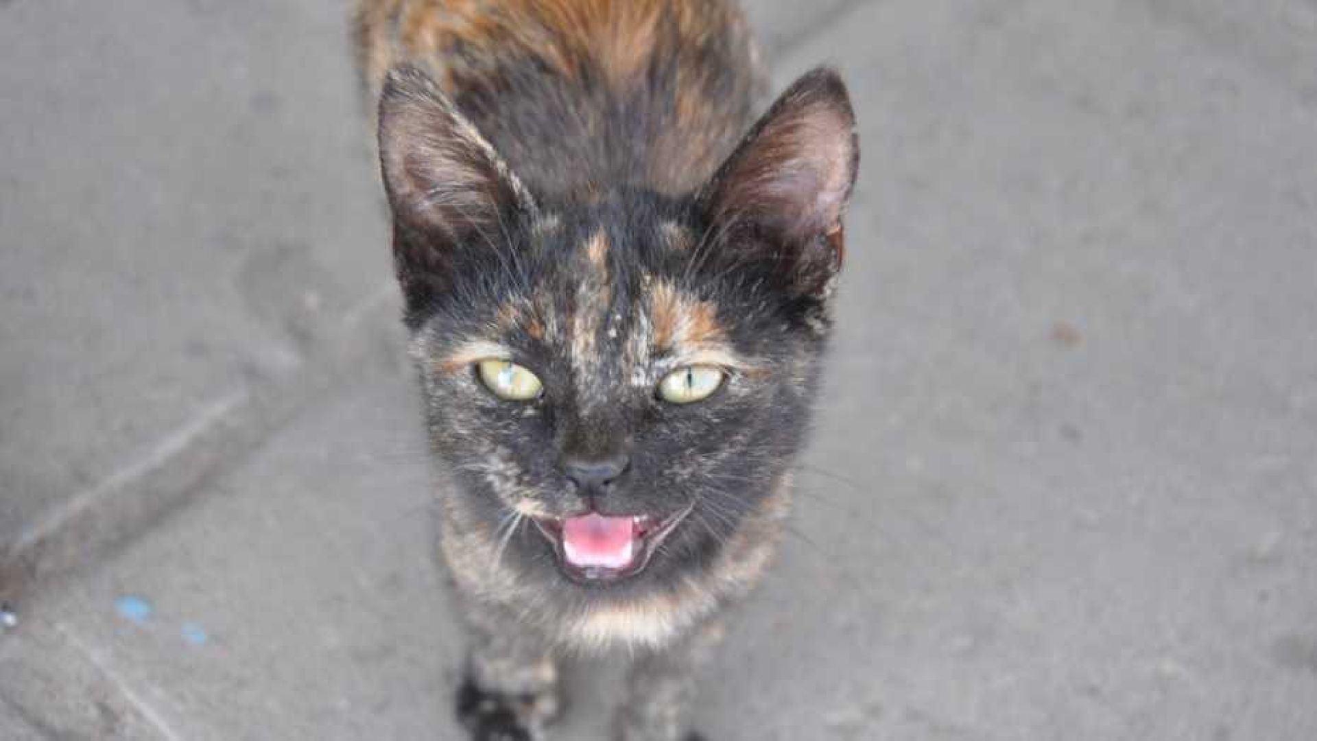 Люберцы, Люберецкая станция по борьбе с болезнями животных, профилактика,