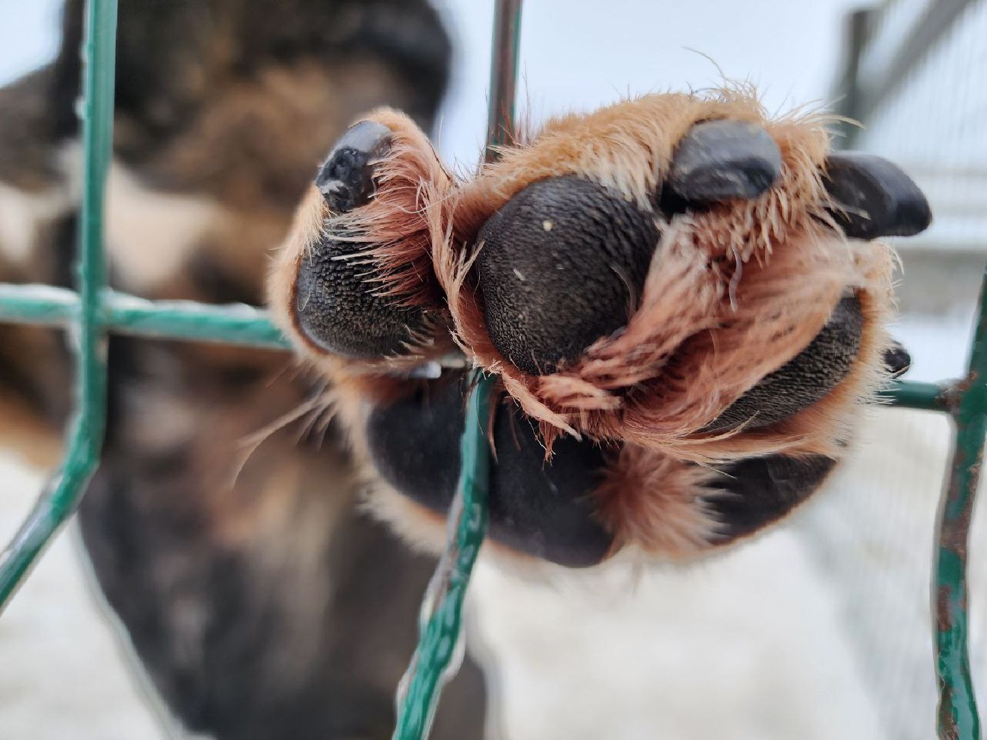 можайск, можайский городской округ, подмосковье, гонки, собаки, соревнования, гонки на собачьих упряжках, спорт,