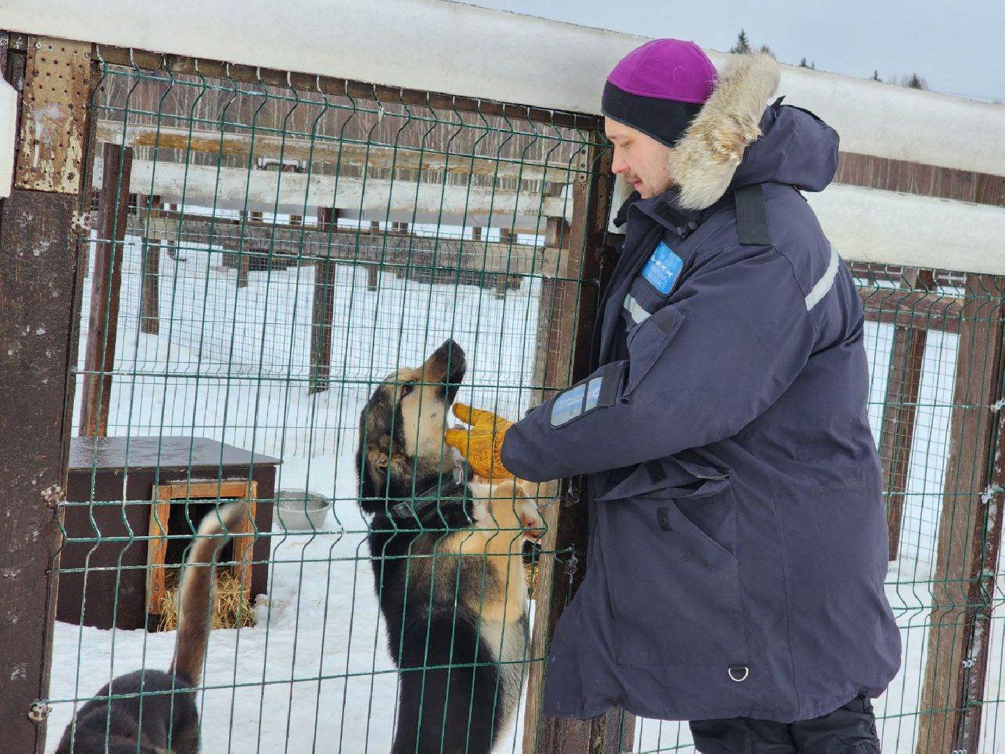 можайск, можайский городской округ, подмосковье, гонки, собаки, соревнования, гонки на собачьих упряжках, спорт,
