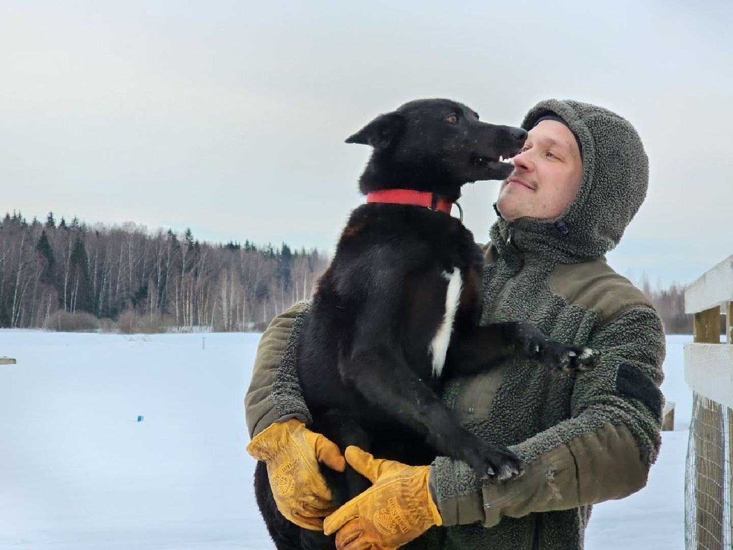 можайск, можайский городской округ, подмосковье, гонки, собаки, соревнования, гонки на собачьих упряжках, спорт,