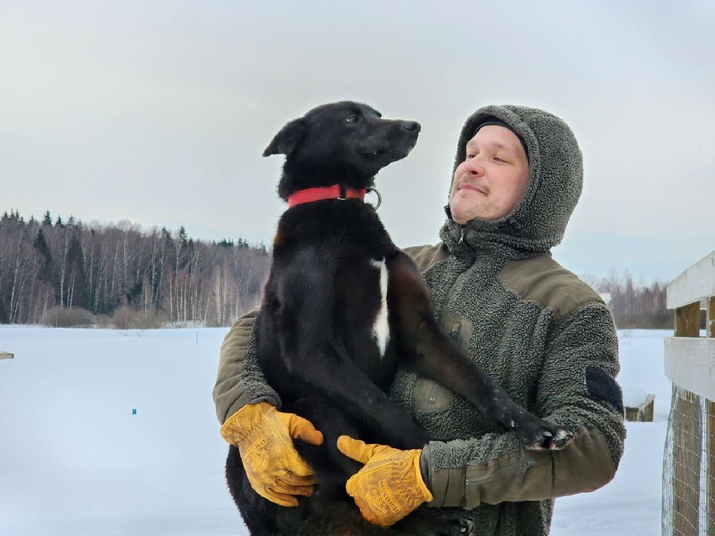 можайск, можайский городской округ, подмосковье, гонки, собаки, соревнования, гонки на собачьих упряжках, спорт,