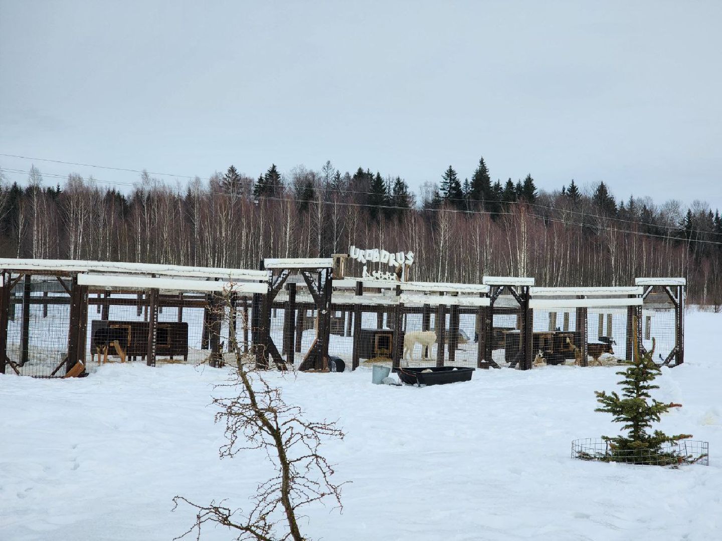 можайск, можайский городской округ, подмосковье, гонки, собаки, соревнования, гонки на собачьих упряжках, спорт,