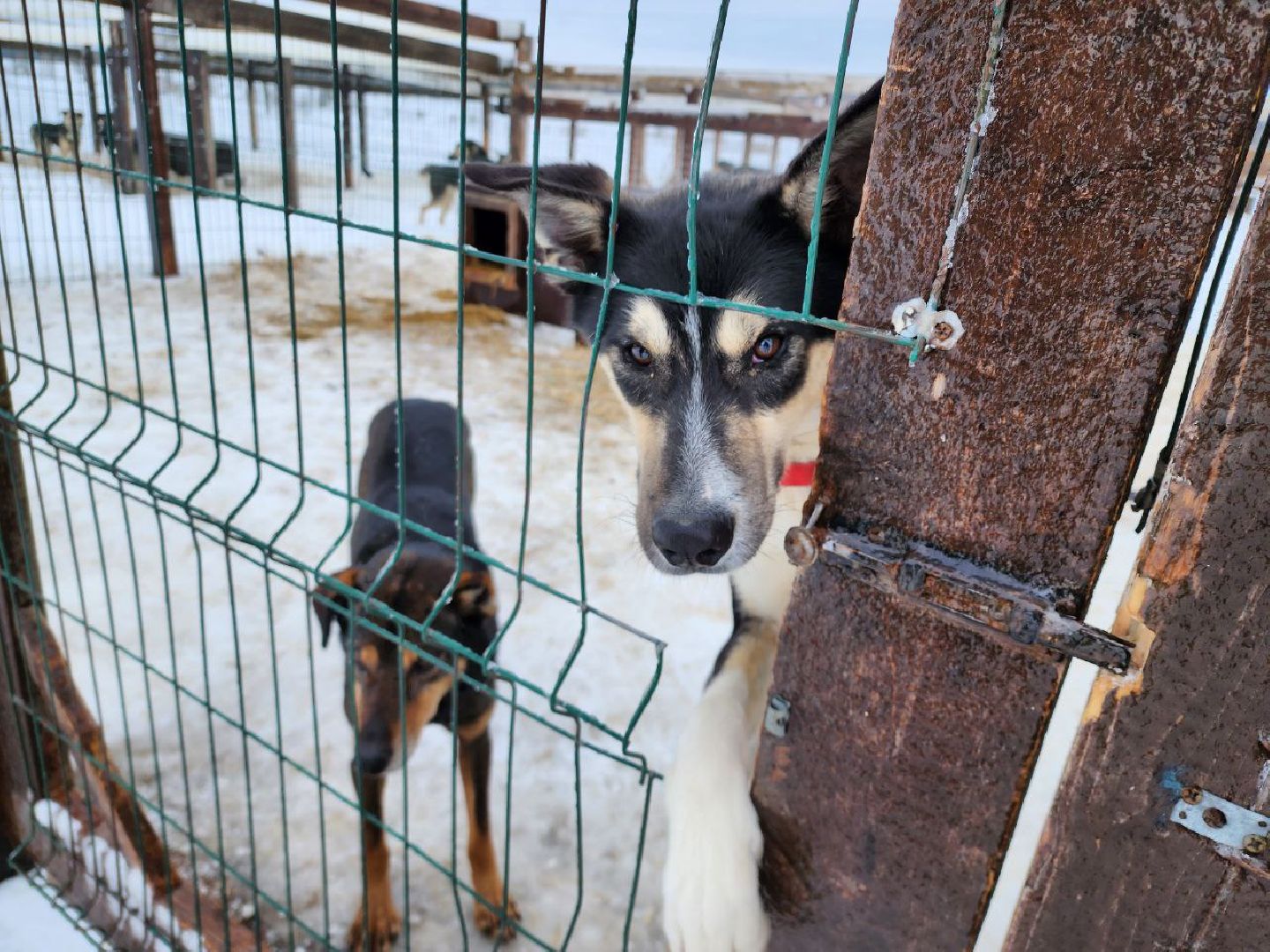 можайск, можайский городской округ, подмосковье, гонки, собаки, соревнования, гонки на собачьих упряжках, спорт,