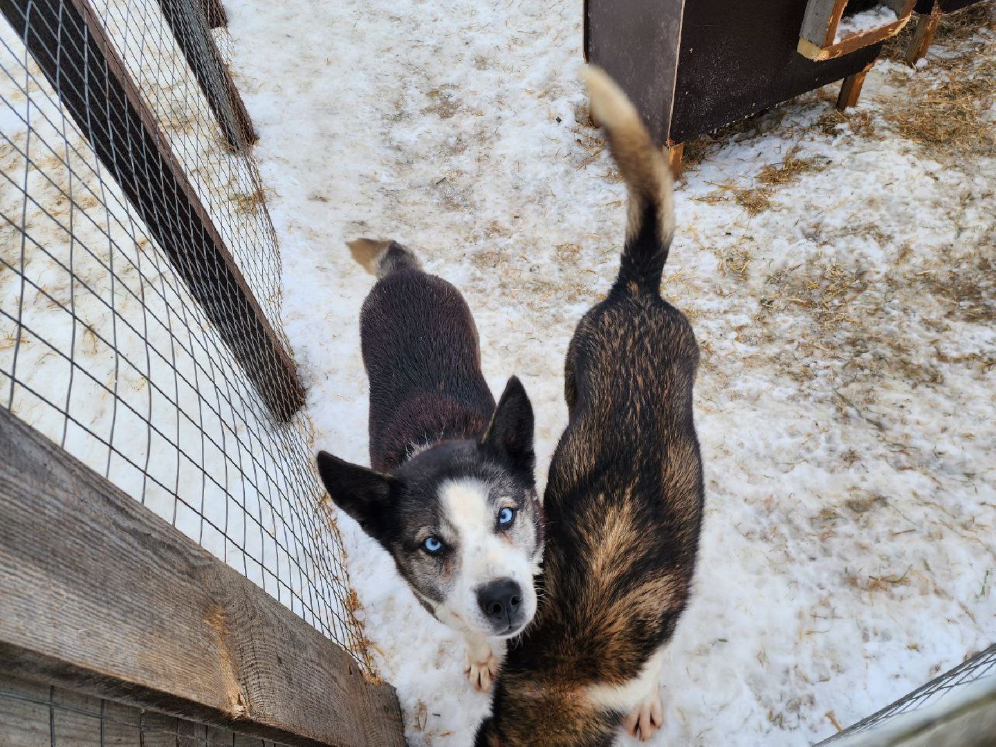 можайск, можайский городской округ, подмосковье, гонки, собаки, соревнования, гонки на собачьих упряжках, спорт,