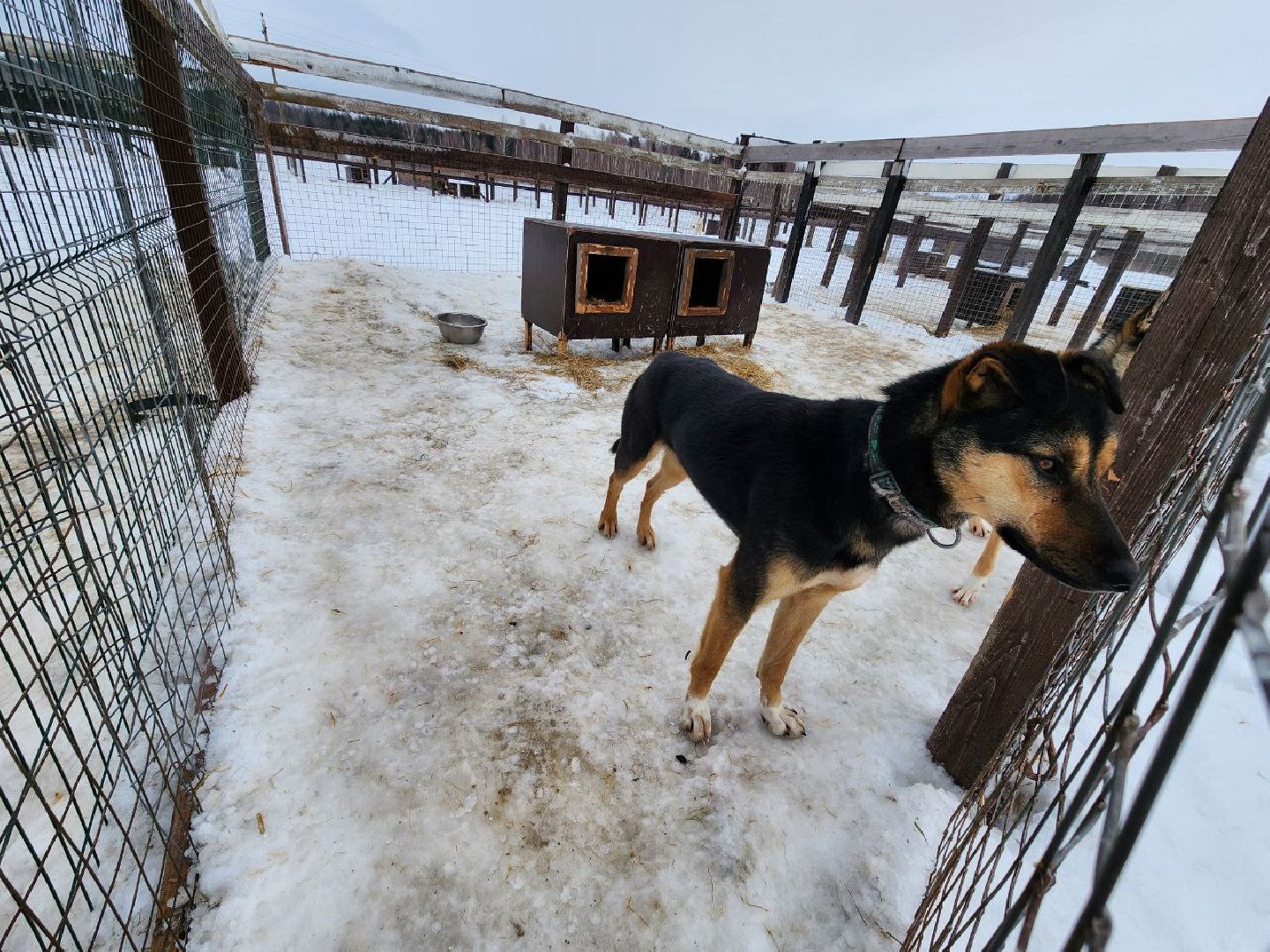 можайск, можайский городской округ, подмосковье, гонки, собаки, соревнования, гонки на собачьих упряжках, спорт,