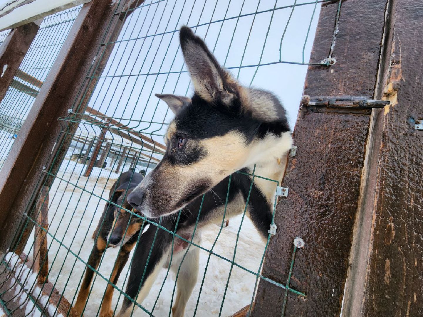 можайск, можайский городской округ, подмосковье, гонки, собаки, соревнования, гонки на собачьих упряжках, спорт,