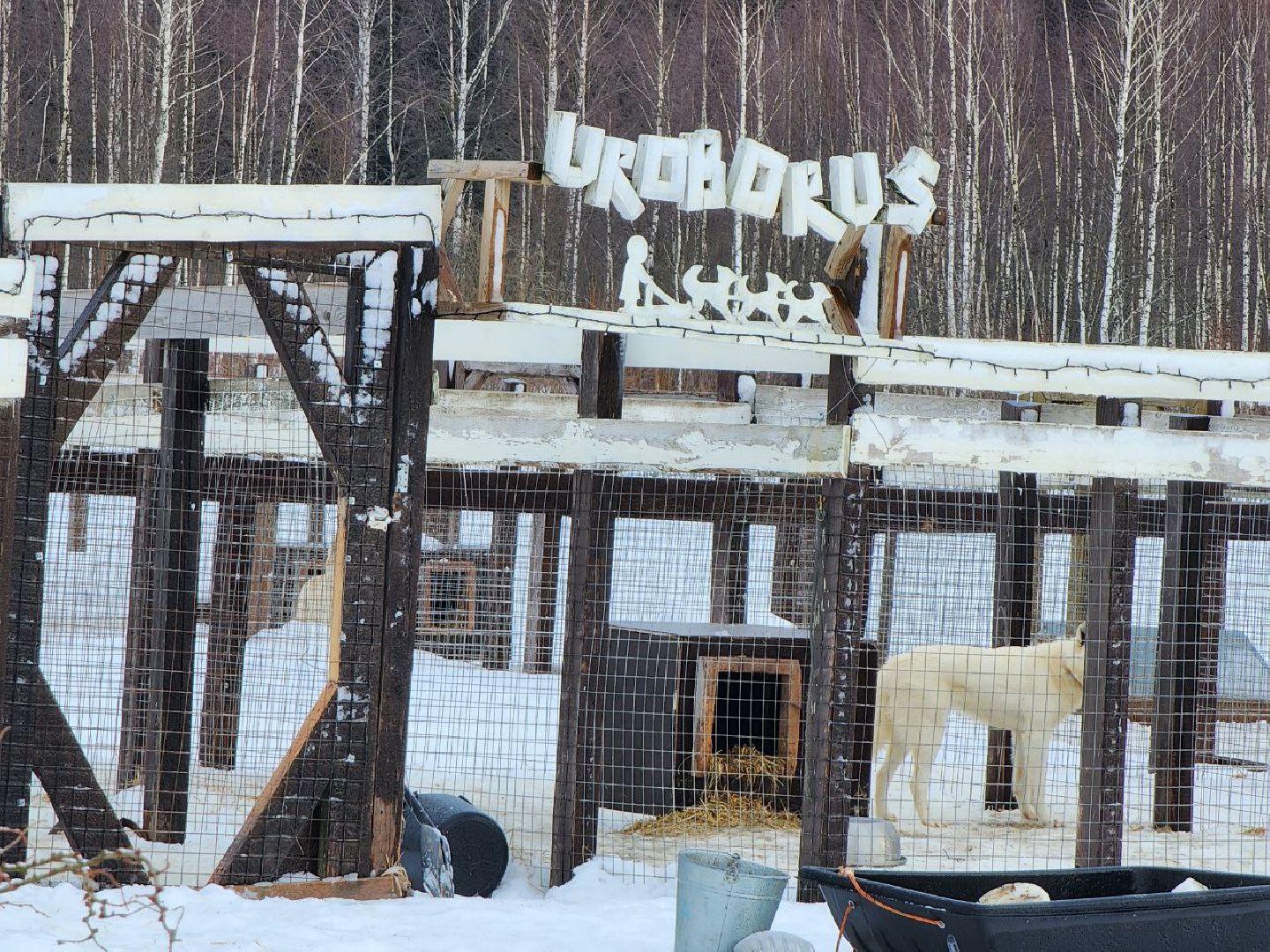 можайск, можайский городской округ, подмосковье, гонки, собаки, соревнования, гонки на собачьих упряжках, спорт,