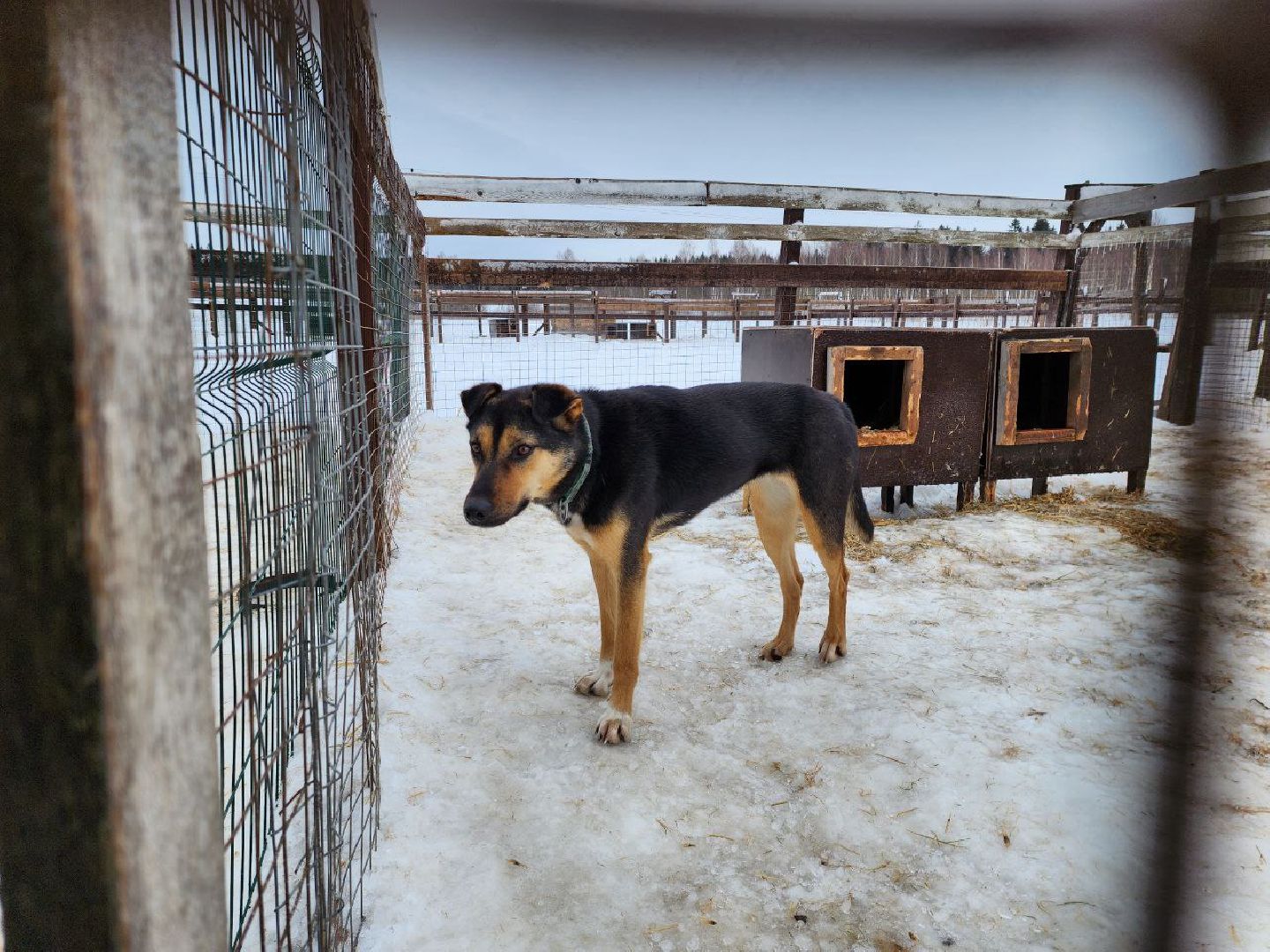 можайск, можайский городской округ, подмосковье, гонки, собаки, соревнования, гонки на собачьих упряжках, спорт,