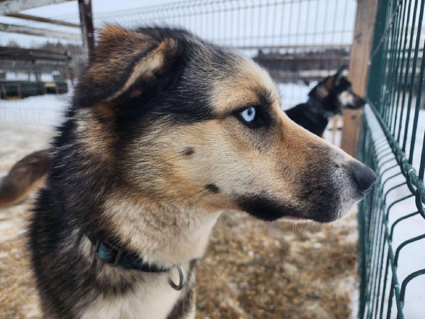 можайск, можайский городской округ, подмосковье, гонки, собаки, соревнования, гонки на собачьих упряжках, спорт,